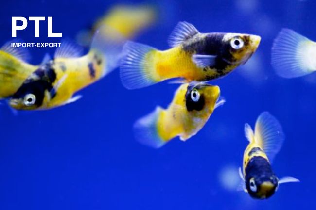 PTL-TB014 PLATY BUBBLE EYES